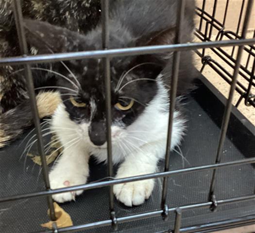 Adoptable Cat