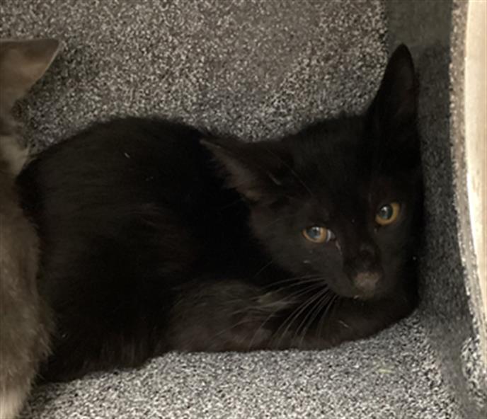 Salem
