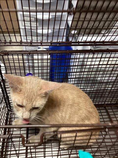 Adoptable Cat