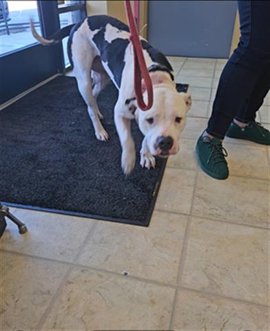 Adoptable Dog