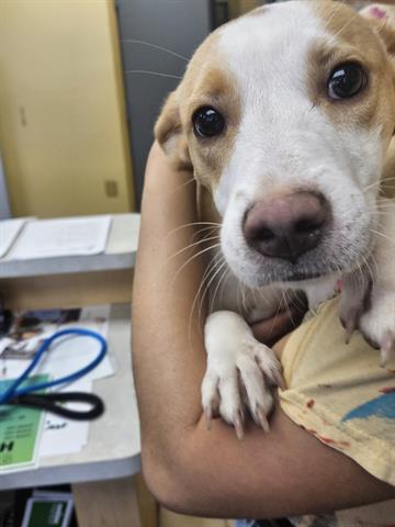 Adoptable Dog