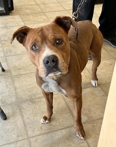 Adoptable Dog