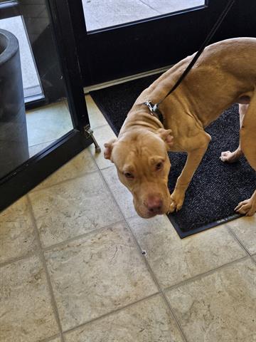 Adoptable Dog