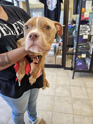 Adoptable Dog