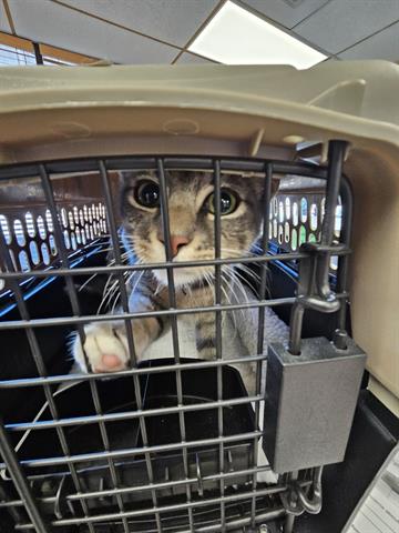 Adoptable Cat