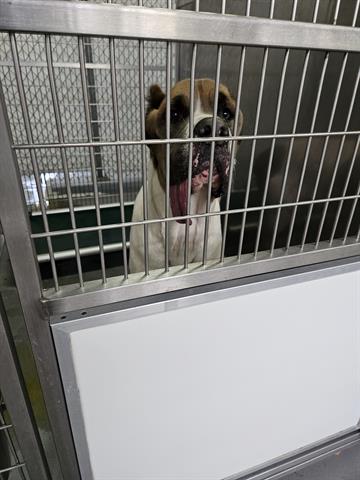 Adoptable Dog
