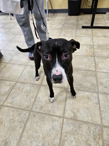 Adoptable Dog