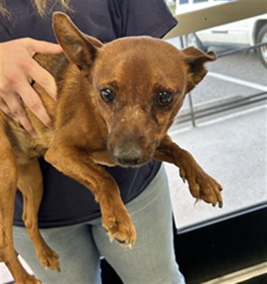 Adoptable Dog