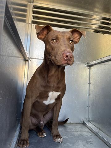 Adoptable Dog