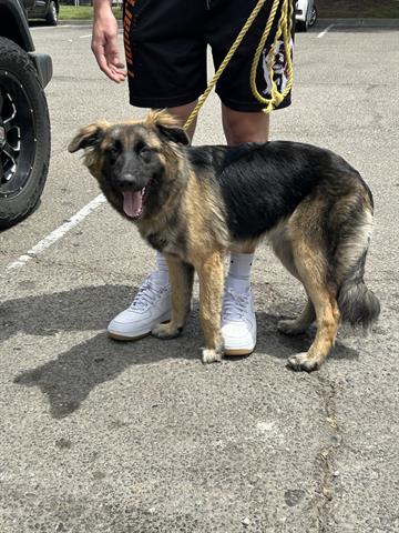 Adoptable Dog