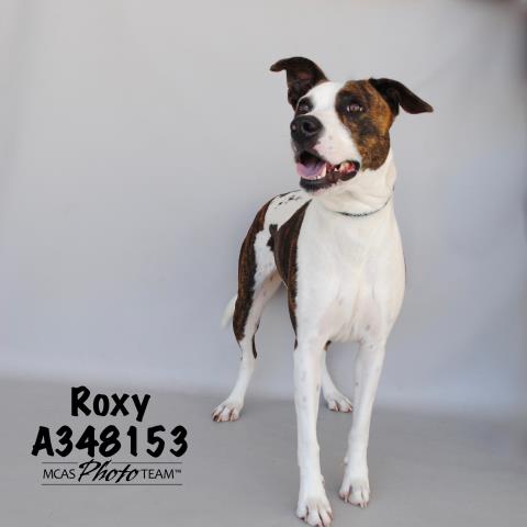 Roxy