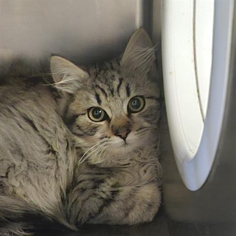 Adoptable Cat