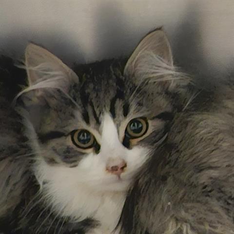 Adoptable Cat