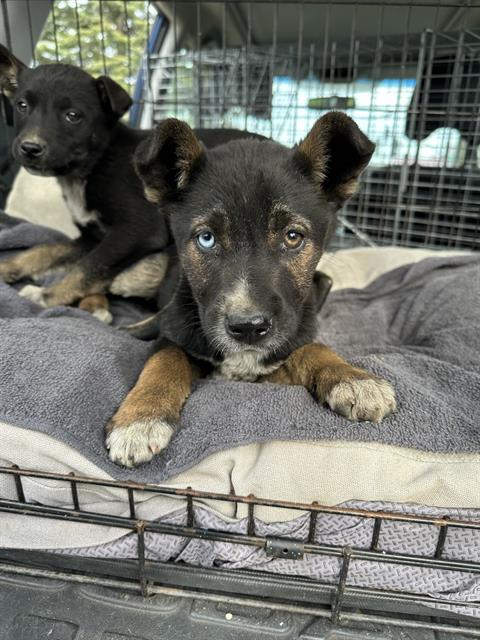 Adoptable Dog