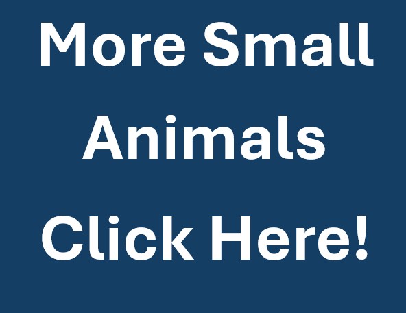 More Small Animals