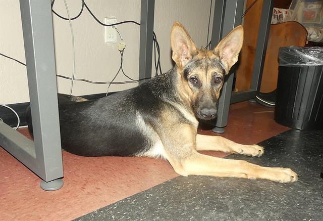Heidi