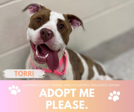 Torri