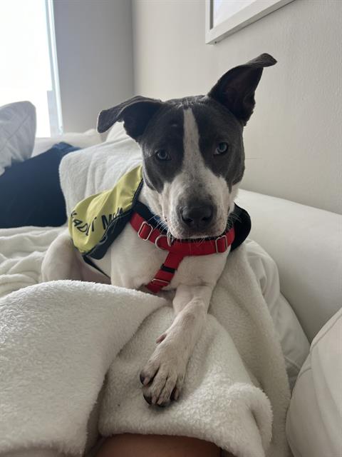 Lila