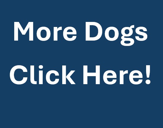 More Dogs