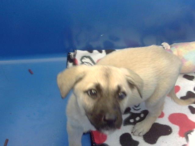 Gretta