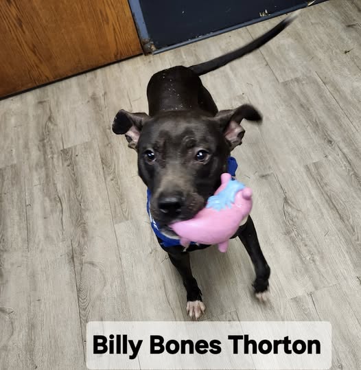 Billy Bones Thorton