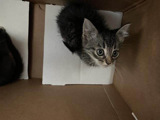 Simba