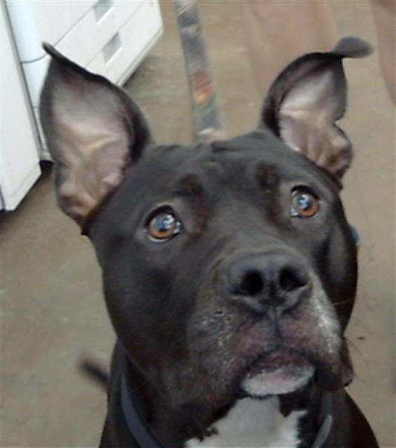 Sooki