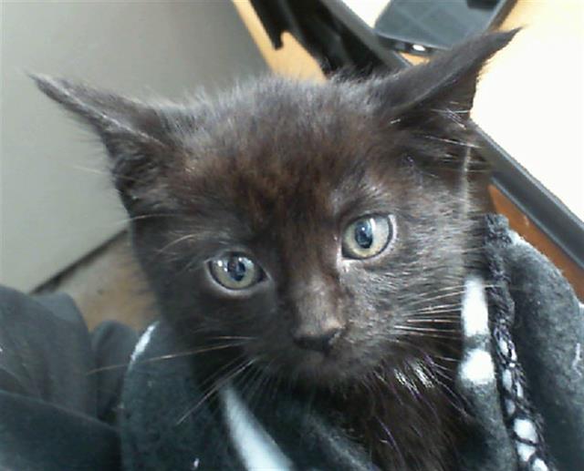 Piper