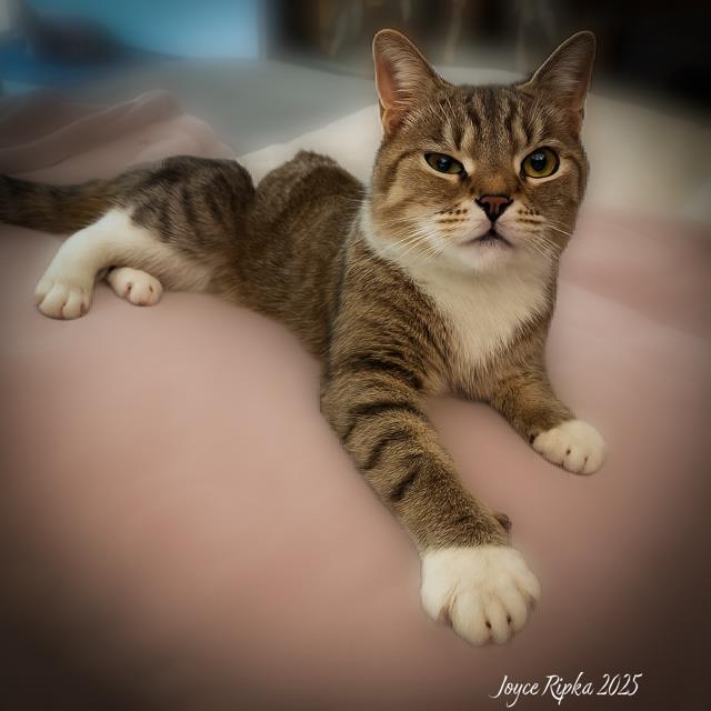 Arlo