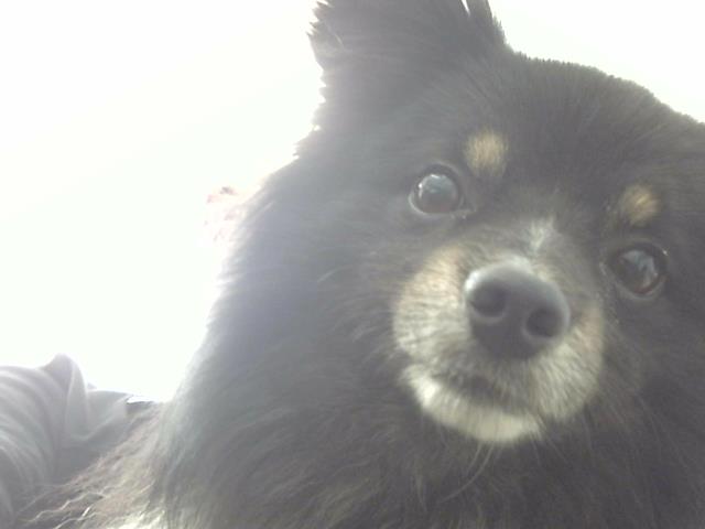Rody