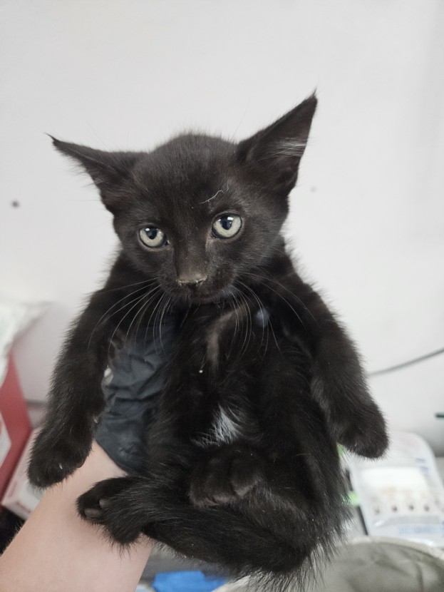 Salem