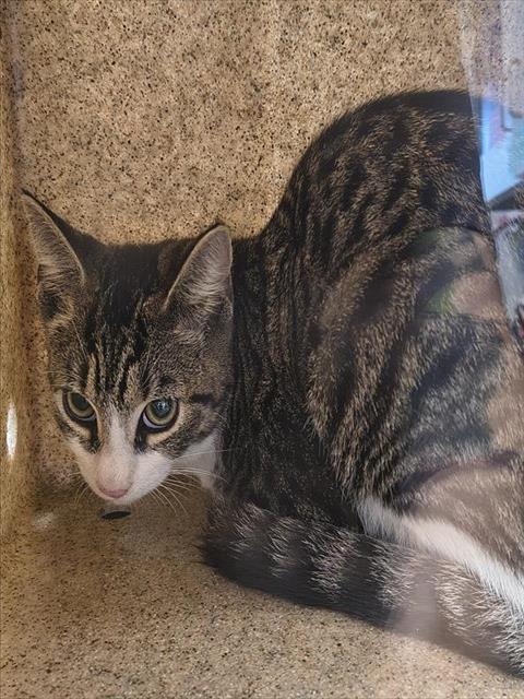 Adoptable Cat
