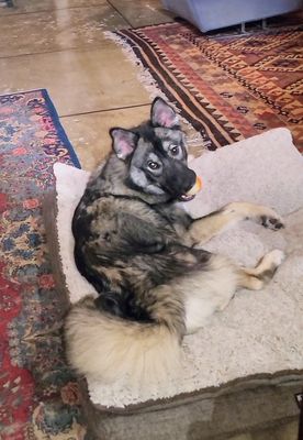 Max