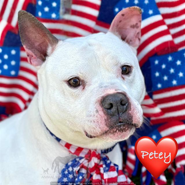 Petey