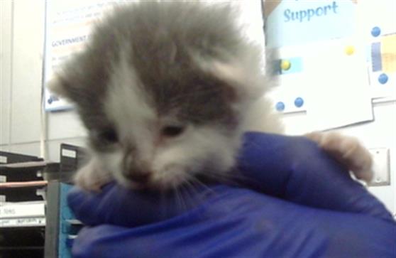 Pepper