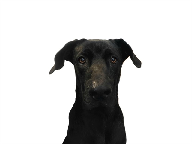 Kuma