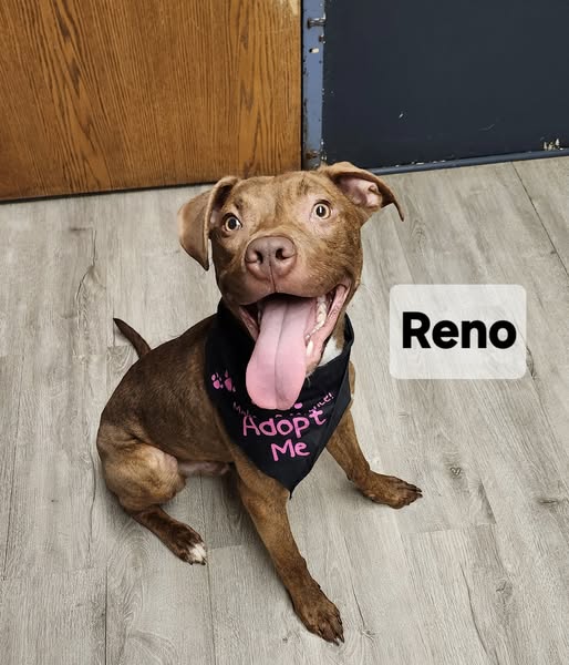 Reno