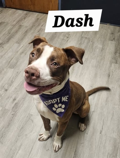 Dash