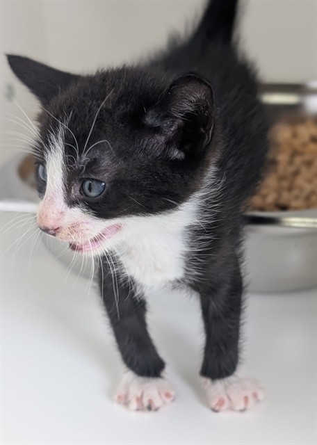 Sushi - Adoption Pending