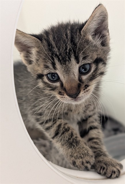 Miso - Adoption Pending