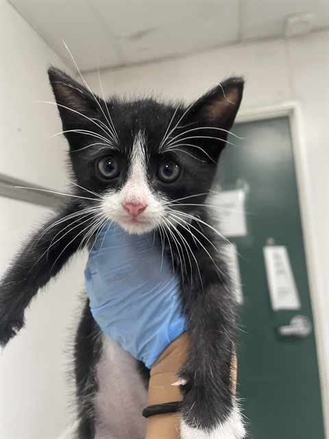 Sylvester