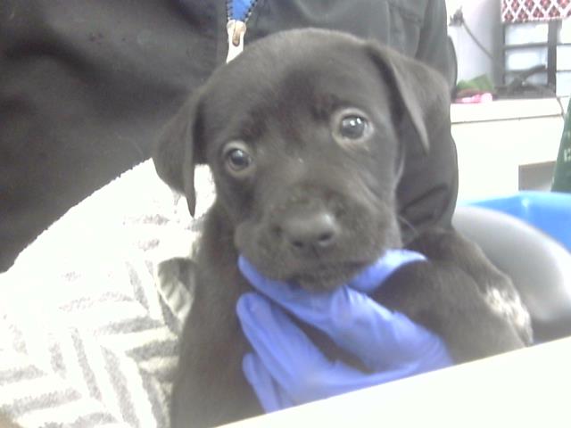Duke