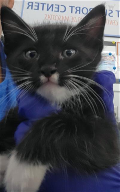 Simba