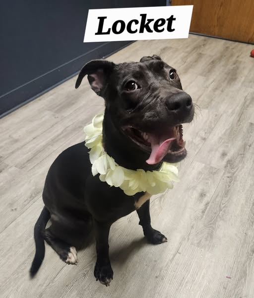 Locket