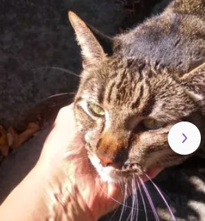Adoptable Cat