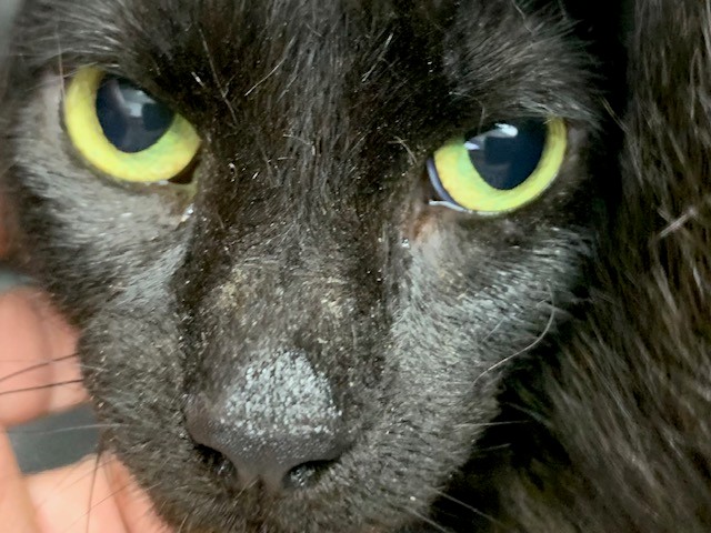 Salem