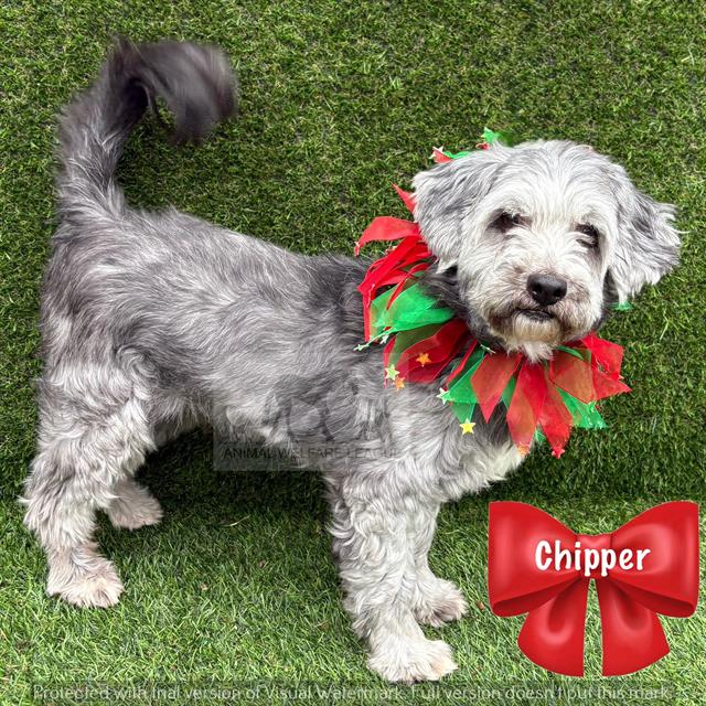 Chipper