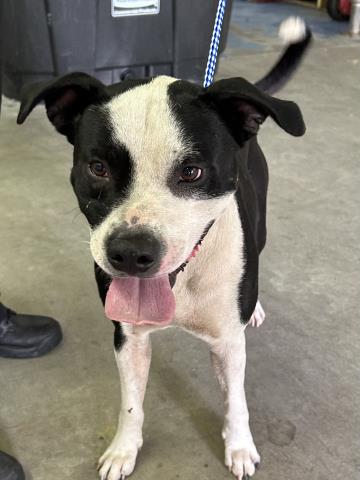 Bragi