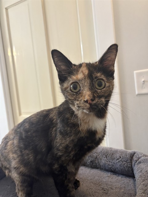 Penny