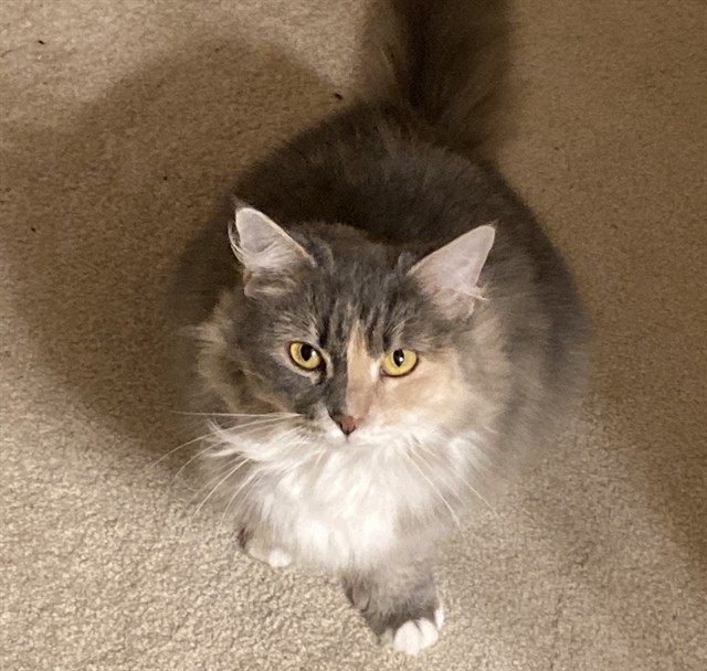 Maeve